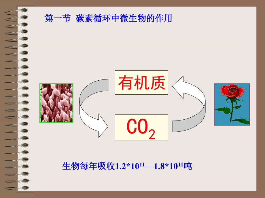 第八章微生物在自然界碳氮素循环中的作用季_第2页