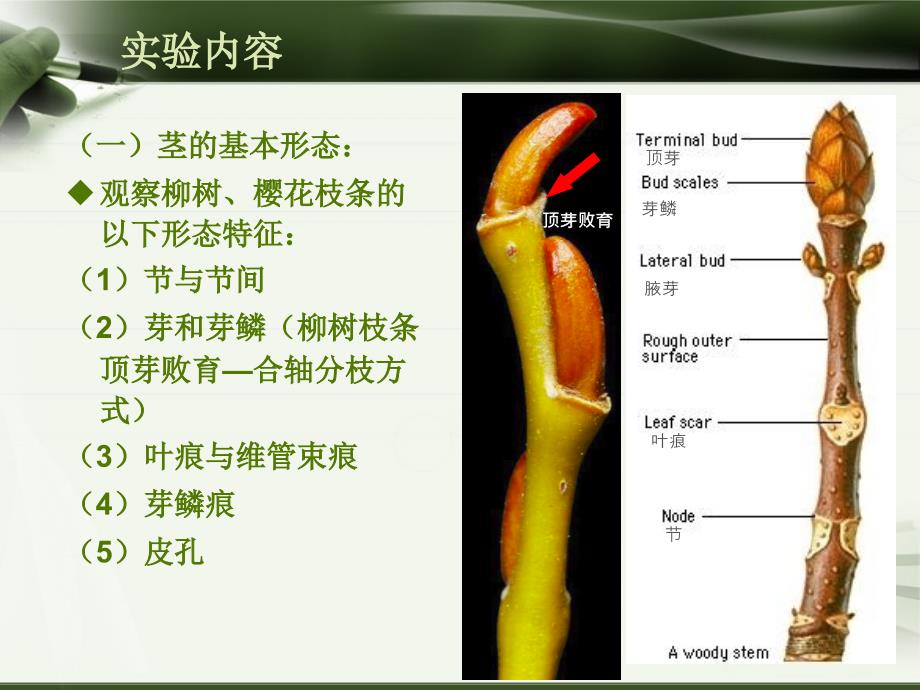 植物学（上）：实验五 茎的形态与结构_第4页