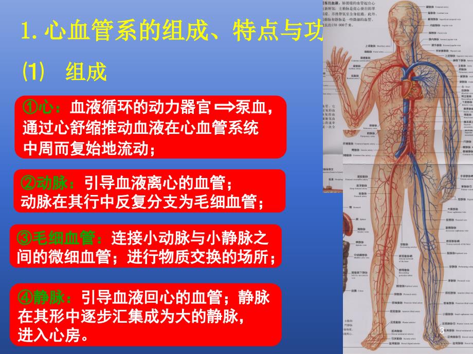 心血管系统讲解课件_第3页