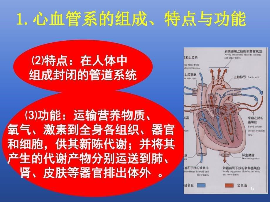 心血管系统讲解课件_第5页