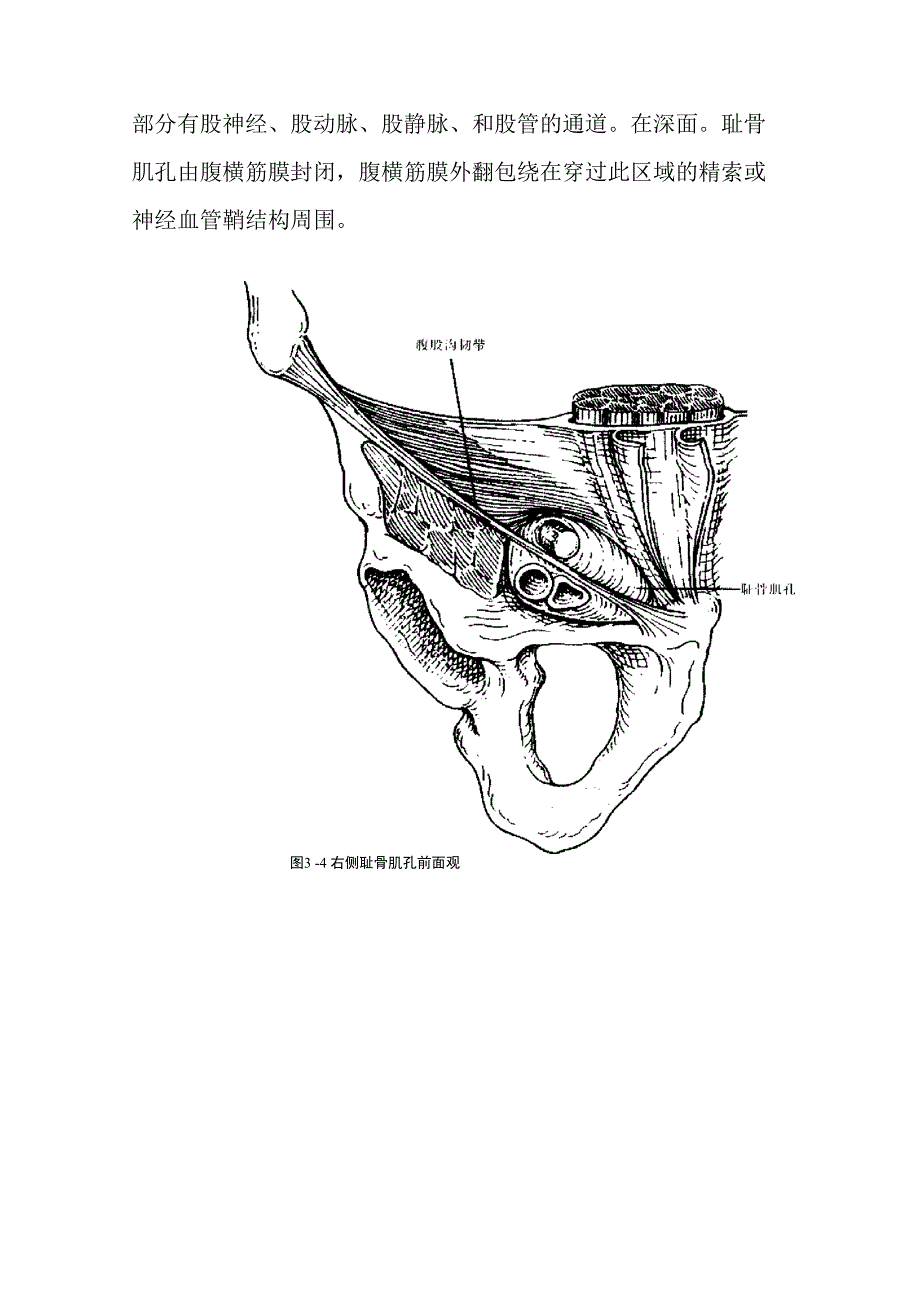 腹股沟区的解剖_第3页