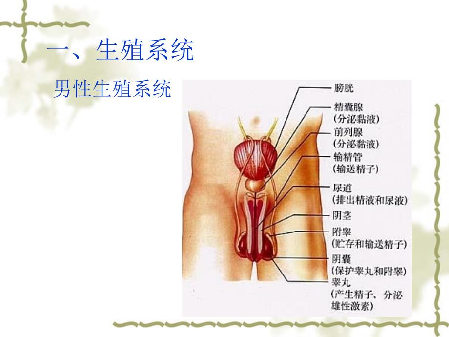 鲁科版七年级生物上册《第二节人的生殖》课件_第3页