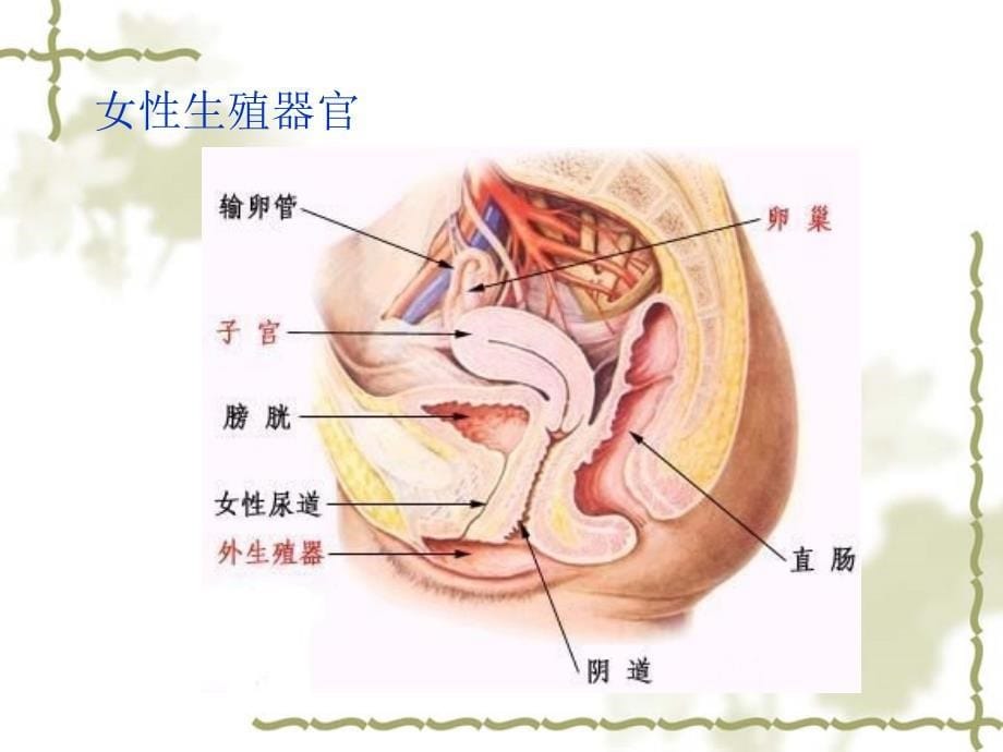 鲁科版七年级生物上册《第二节人的生殖》课件_第5页