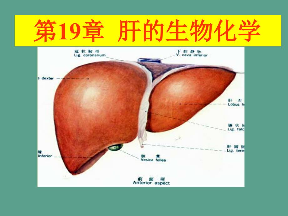 肝生物化学ppt课件_第1页