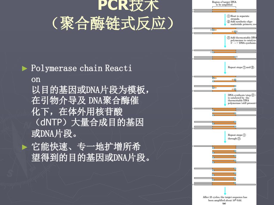 荧光定量PCR技术讲座理论基础引物及探针设计体系优化实验方案数据分析污染防控ppt课件_第3页