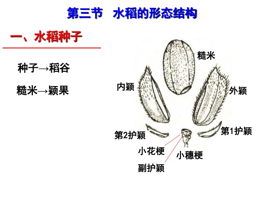 水稻形态结构ppt课件_第1页