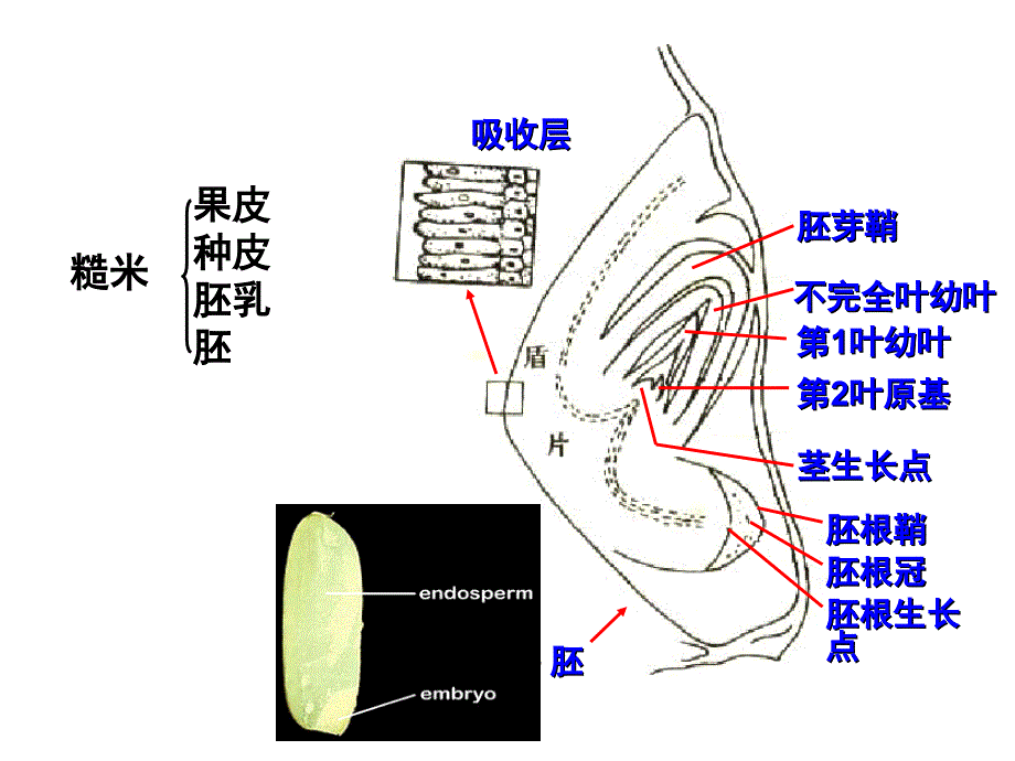 水稻形态结构ppt课件_第2页