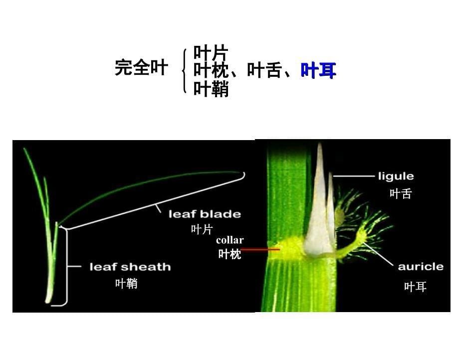 水稻形态结构ppt课件_第5页