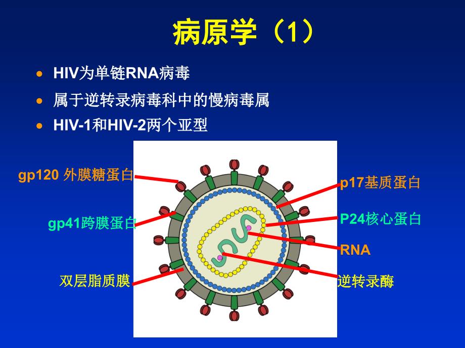 艾滋病自学课件_第3页