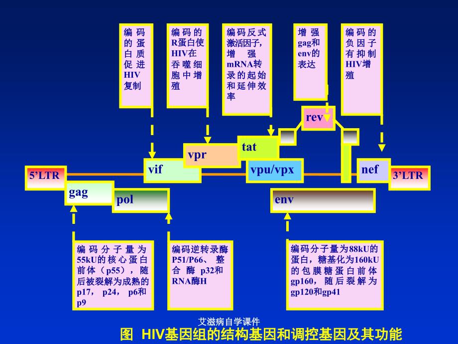 艾滋病自学课件_第4页