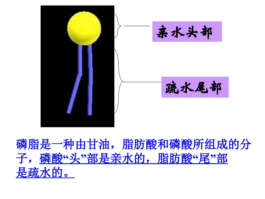 高一生物物质跨膜运输的方式_第3页