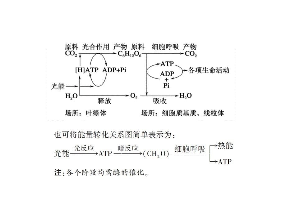 高考生物二轮复习 第一部分 专题突破篇 专题二 细胞的代谢 第3讲 酶与ATP课件 新人教版_第5页