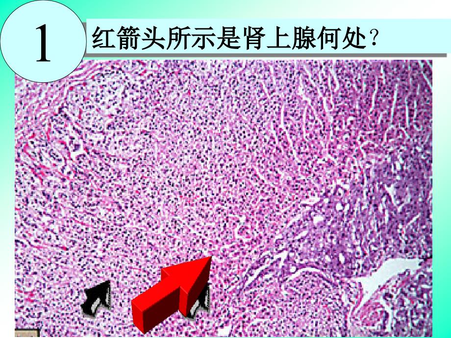 组织学与胚胎学实验：内分泌系统_第3页