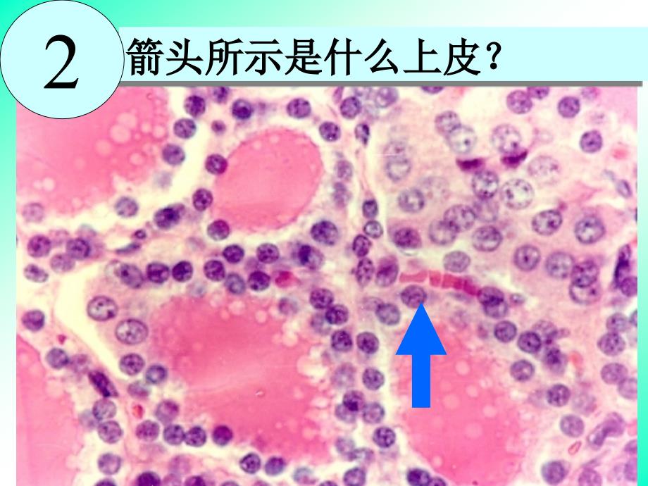 组织学与胚胎学实验：内分泌系统_第4页