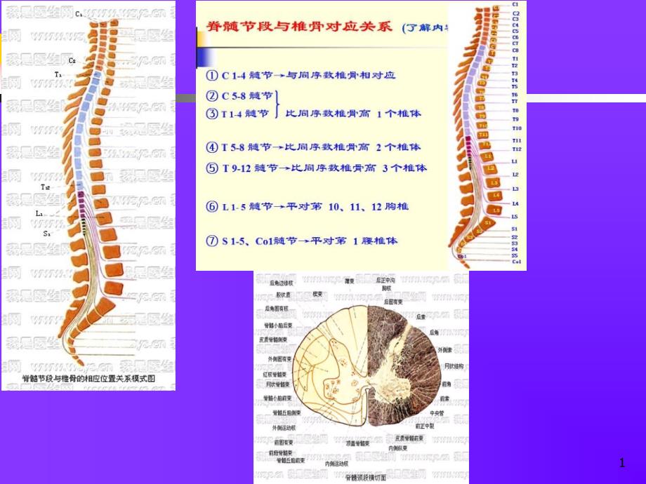 《康复医学》课件：脊髓损伤的康复_第3页