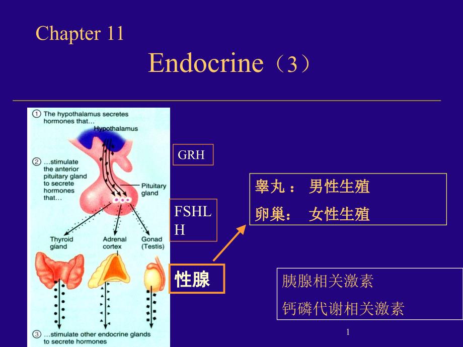 生理学课件：10-3 内分泌_第1页