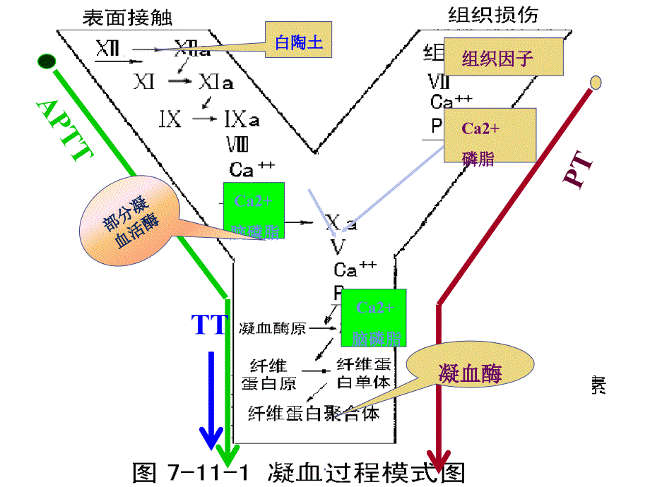 apttpttt测定_第2页