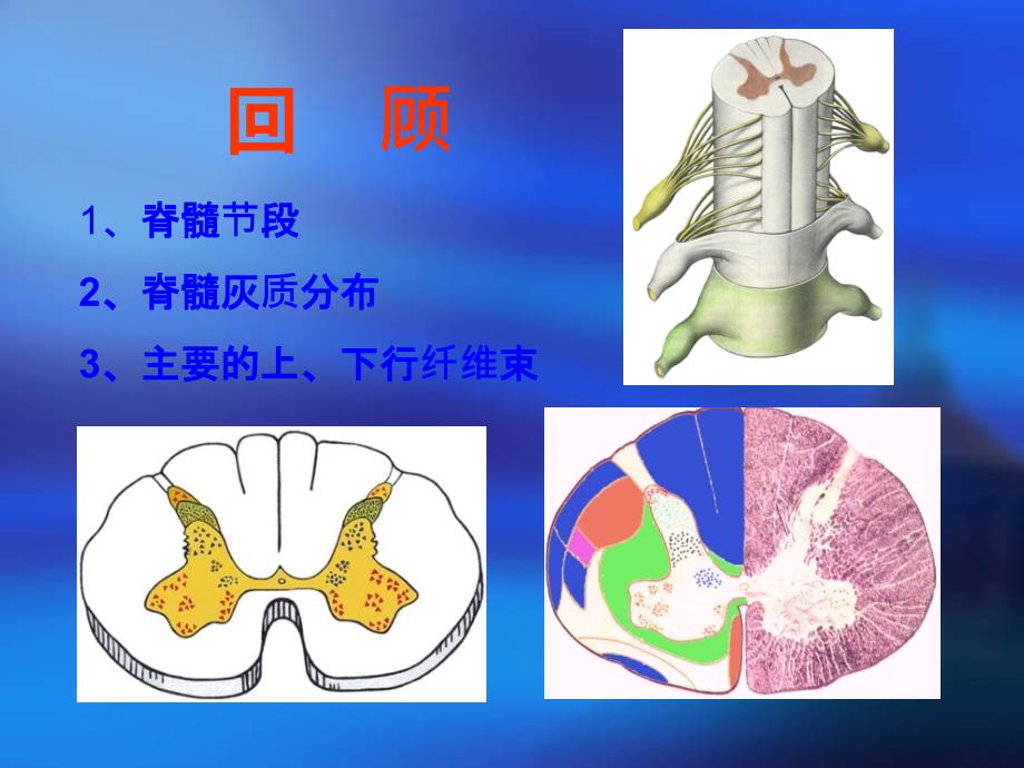 脑干内部结构_第3页