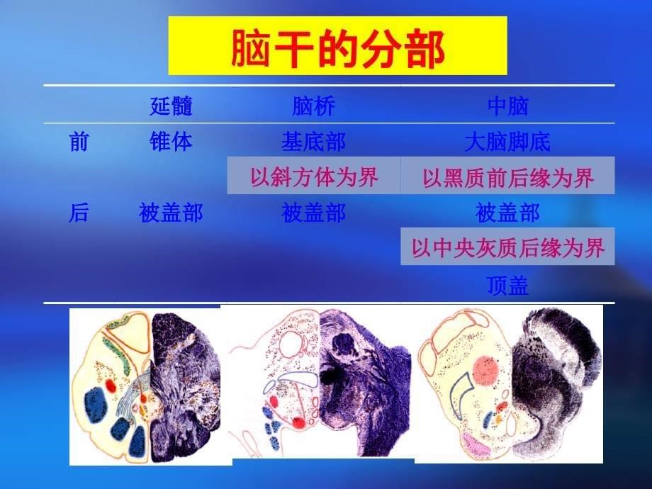 脑干内部结构_第5页