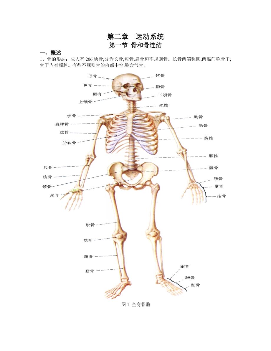 人体解剖生理学第二章运动系统.doc_第1页