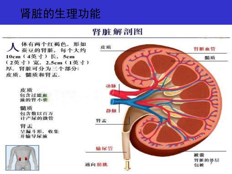 临床生化检查之尿液分析ppt课件_第3页