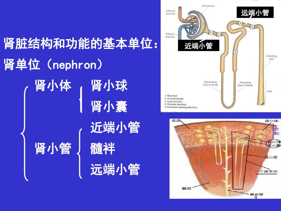 临床生化检查之尿液分析ppt课件_第4页