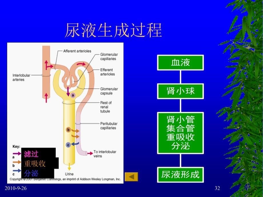 临床生化检查之尿液分析ppt课件_第5页