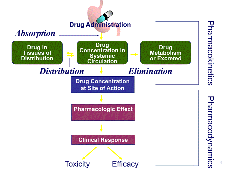 药理学药物代谢动力学课件_第4页