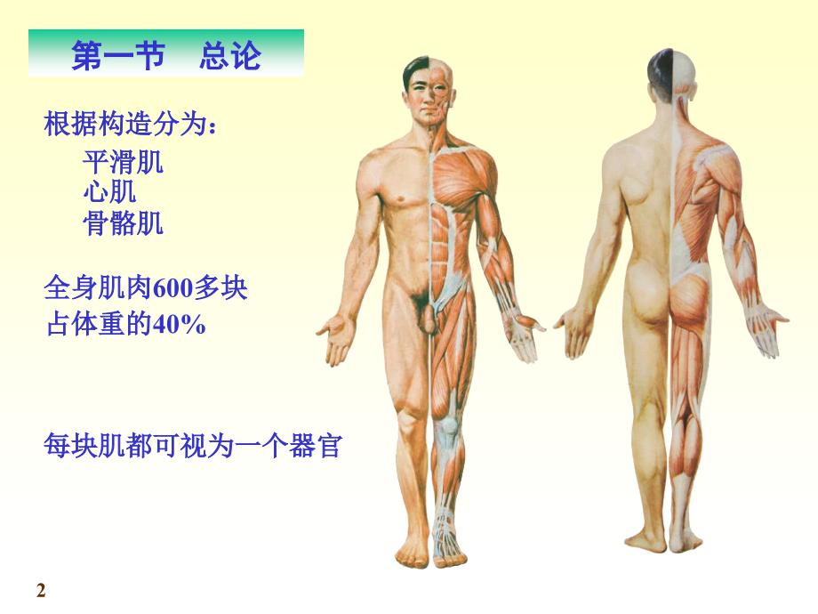 肌学和内脏学_第2页