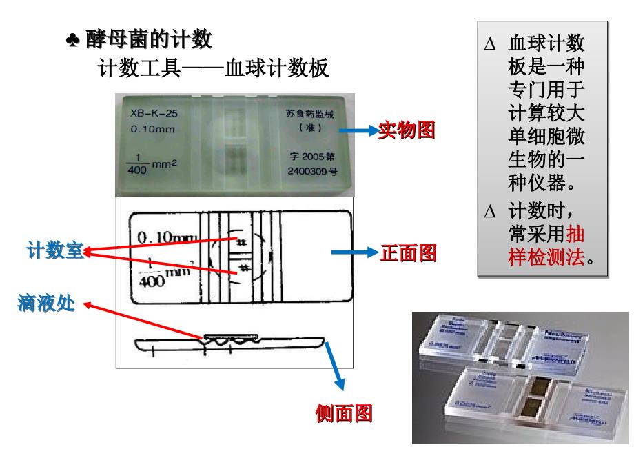 探究培养液中酵母菌种群数量的动态变化上_第4页