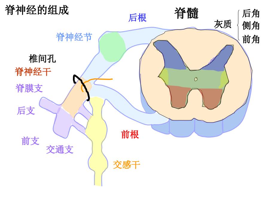 系统解剖学教学课件：脊神经(3学时)_第4页