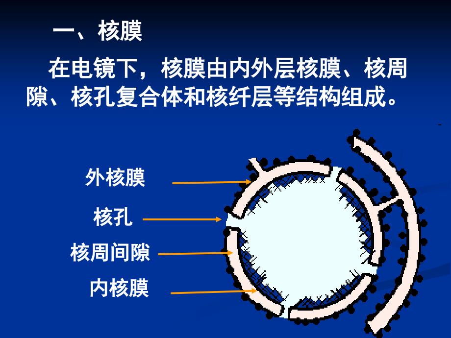 医学细胞生物学ppt#学习资料_第4页