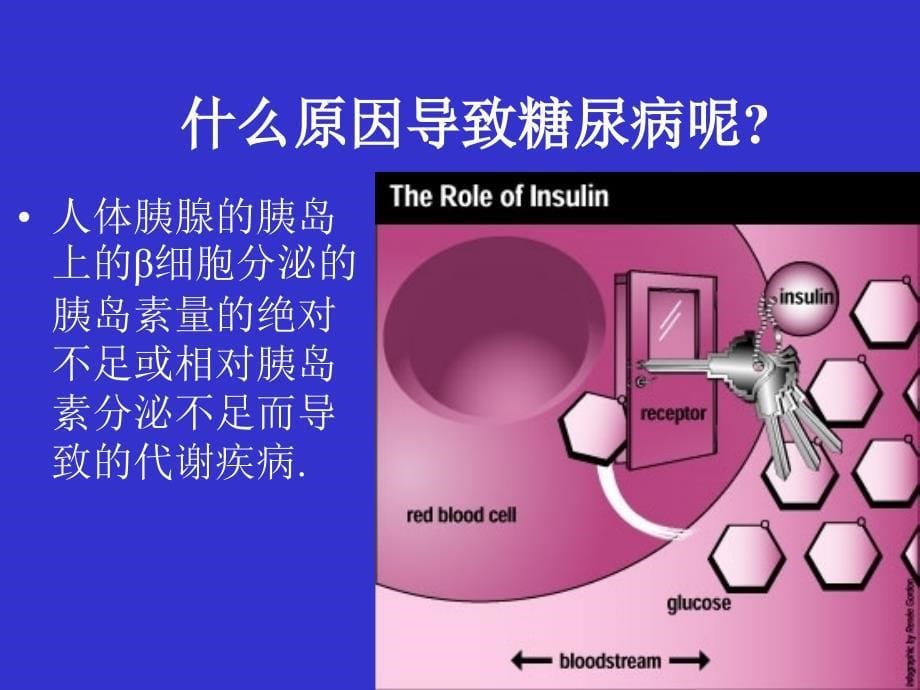 糖尿病基础知识讲座精编ppt_第5页