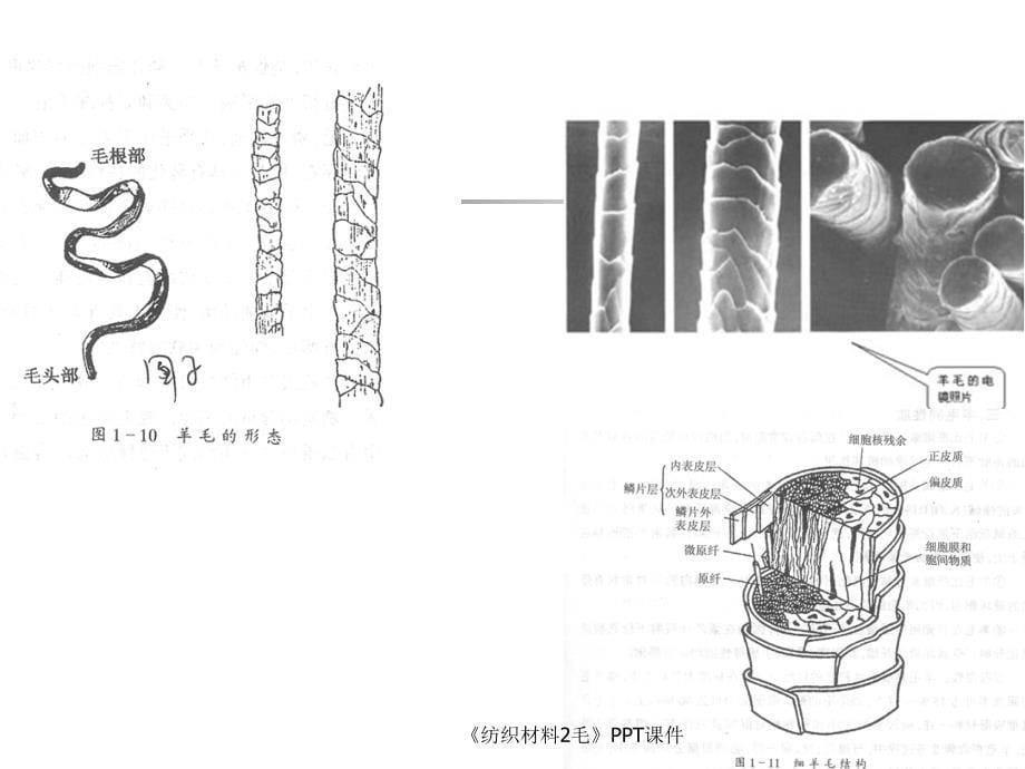 纺织材料2毛课件_第5页
