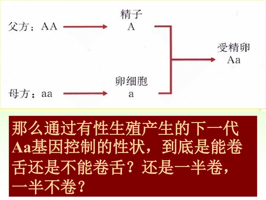 《基因的显形和隐性》PPT课件_第4页