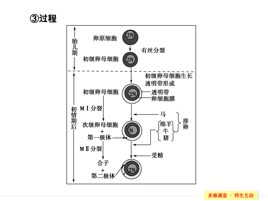 选修三第3讲胚胎工程课件_第4页