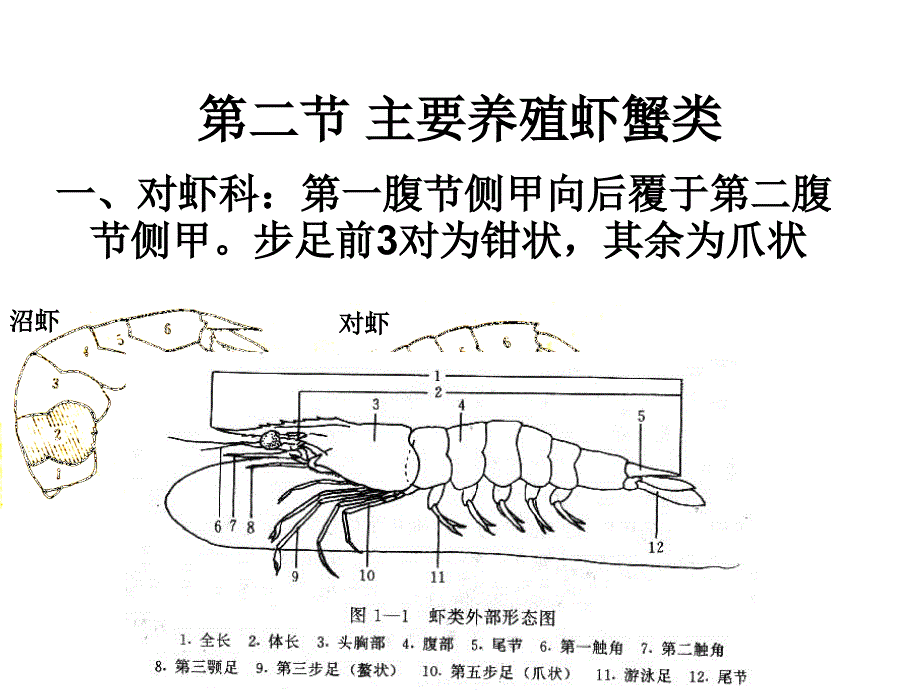 第二：主要养殖虾蟹类共58张课件_第1页