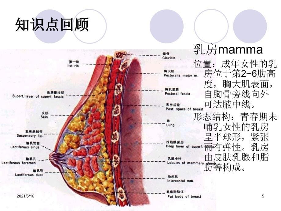 乳腺癌案例分析_第5页