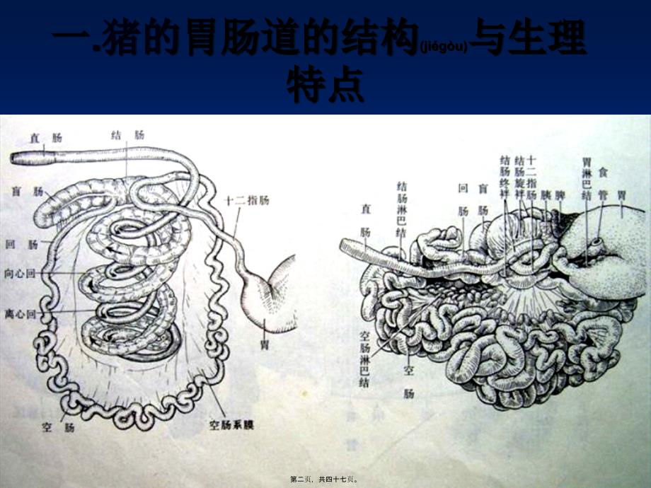 医学专题—猪肠道病的发病原因与防治措施37575_第2页