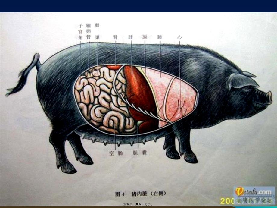 医学专题—猪肠道病的发病原因与防治措施37575_第4页