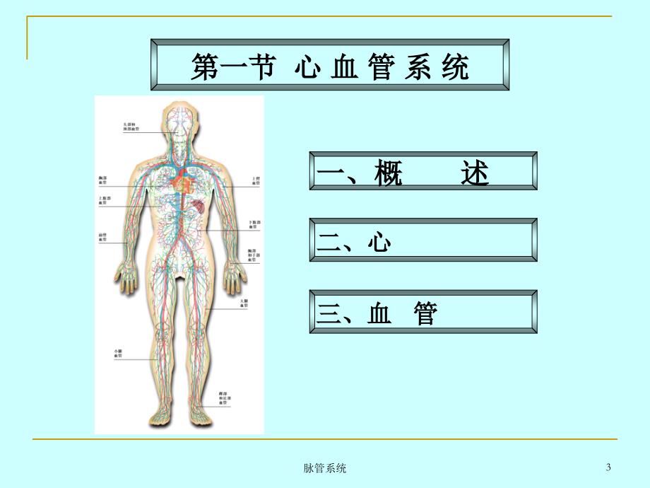 脉管系统课件_第3页