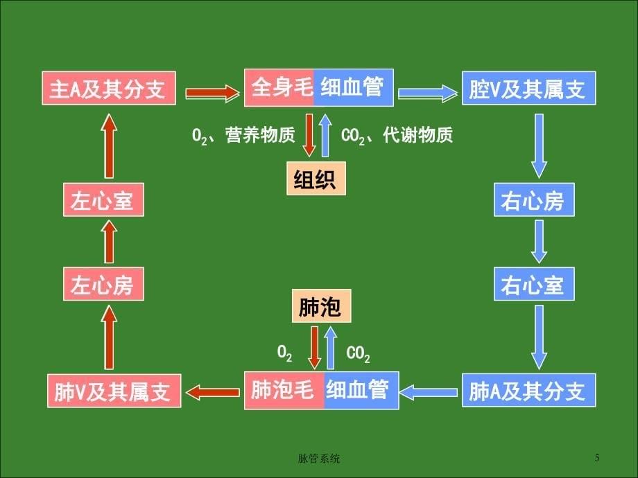 脉管系统课件_第5页