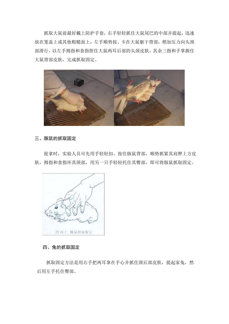 实验动物抓取固定方法.doc_第2页