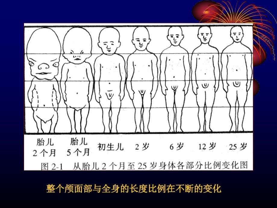 第二章颅面系统的生长发育_第5页