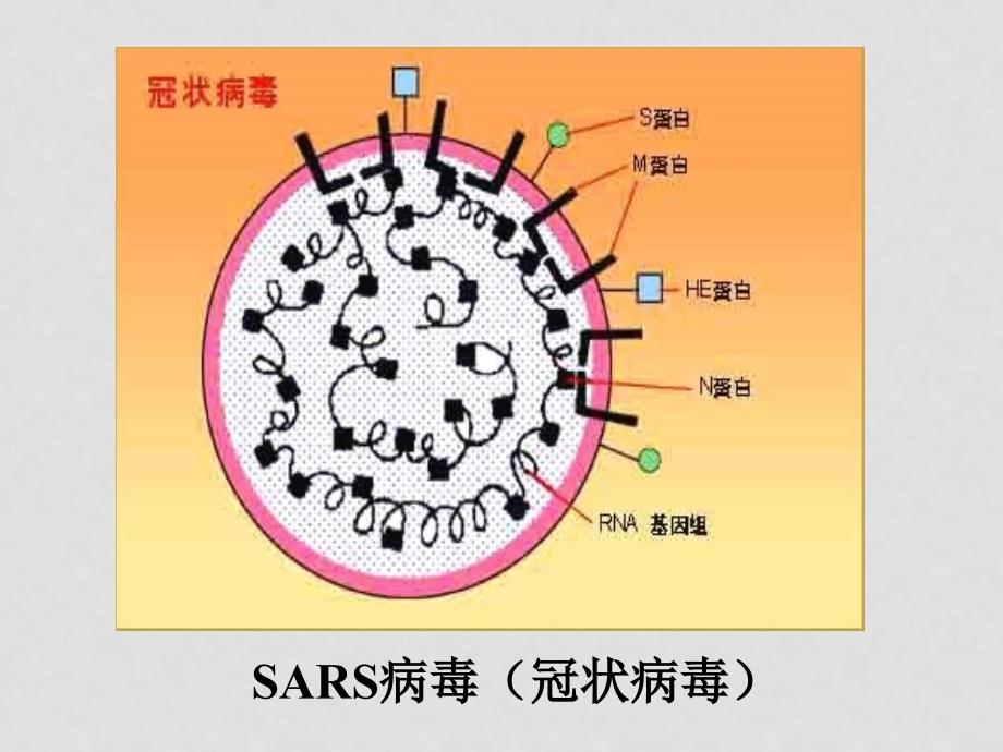 八年级生物 神奇的微生物苏教版 ppt_第2页