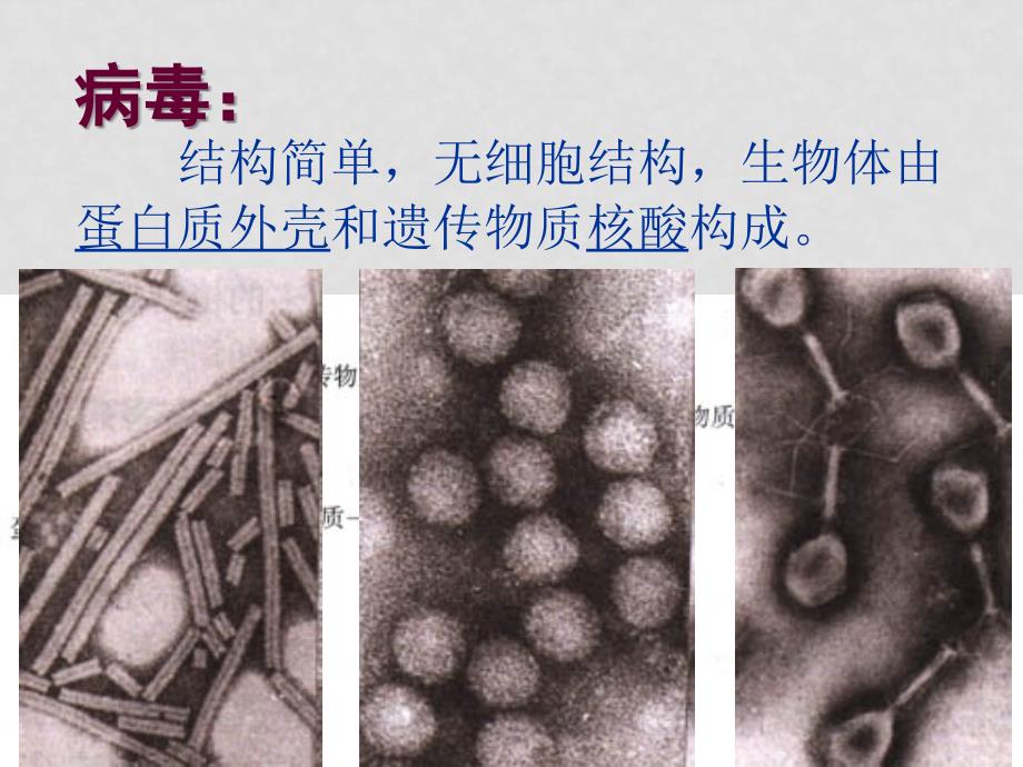 八年级生物 神奇的微生物苏教版 ppt_第4页