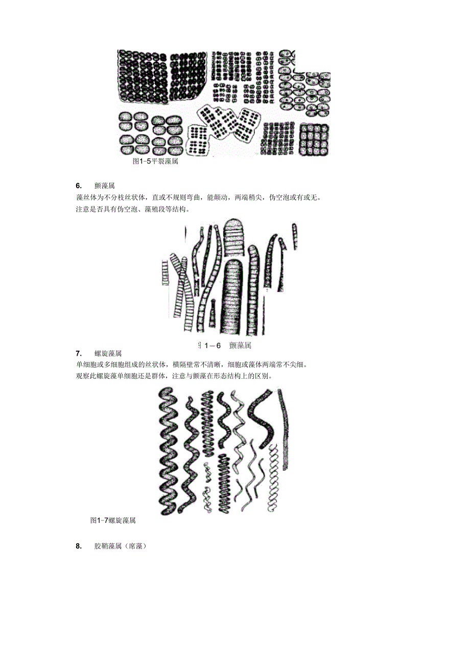 试验一蓝藻门常见种类及细胞形态观察_第3页