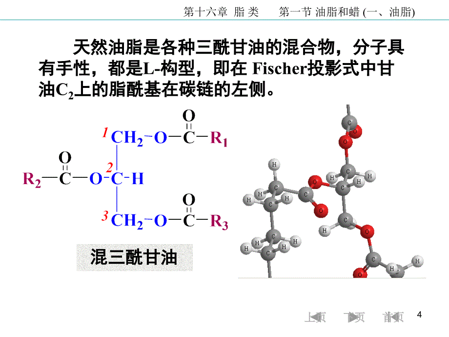 16第十六章脂类5124_第4页