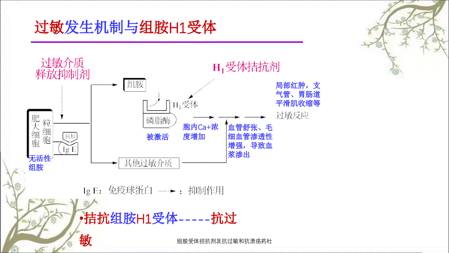 组胺受体拮抗剂及抗过敏和抗溃疡药杜课件_第4页