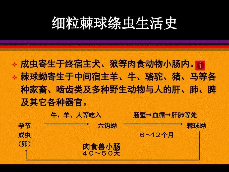 医学专题：棘球蚴病ok_第5页